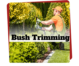 Bush Trimming