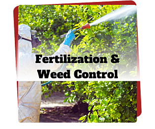 fertilization and weed control