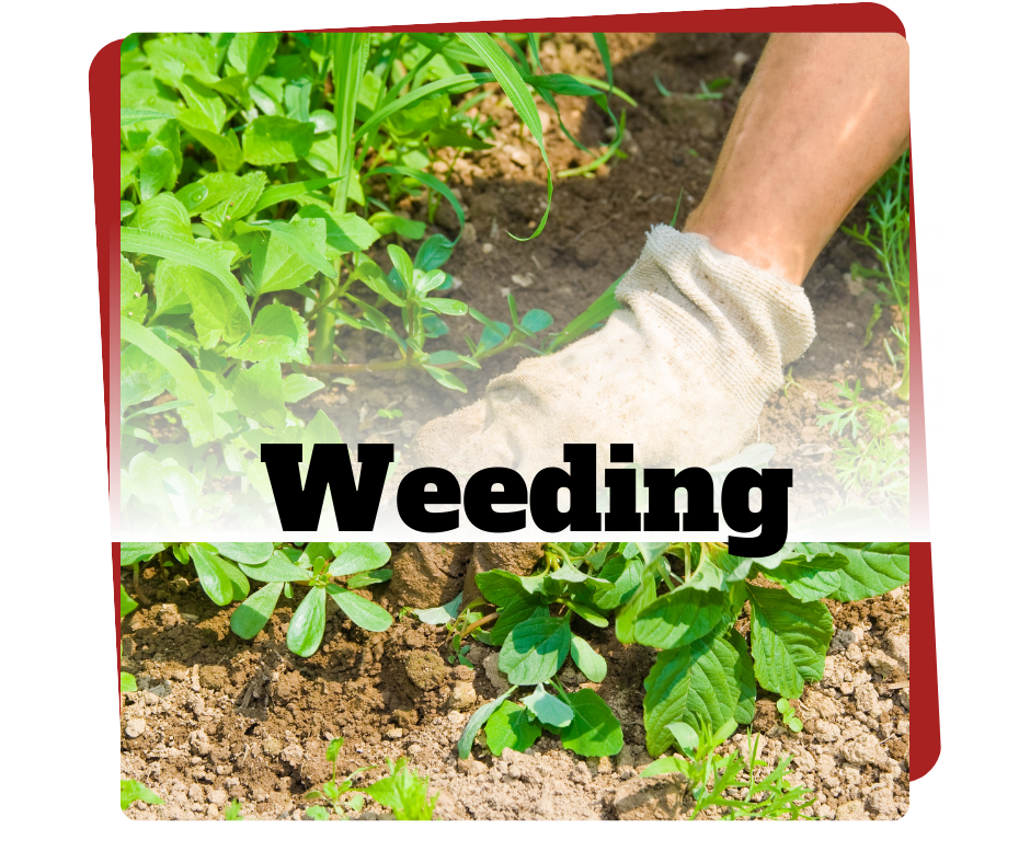 weeding