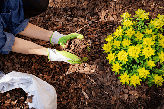 seasonal clean up